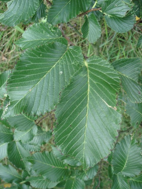 Ulmus x hollandica 'Dodoens' feuille